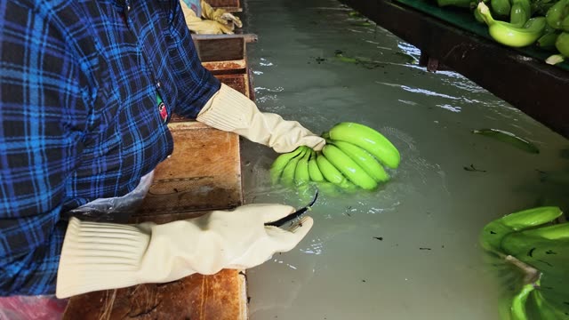 Worker Handling Bananas In Wash Water