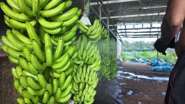 Mist Spraying Over Fresh Bananas