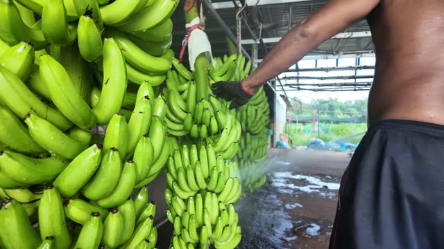 Worker Washing Bunches By Hand