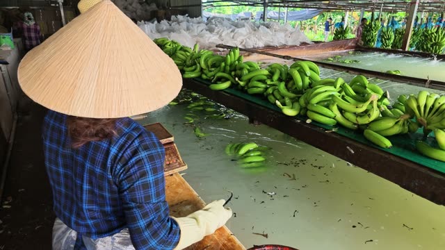 Woman In Conical Hat Sorting Bananas