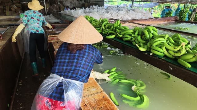 Two Women Sorting Bananas Together
