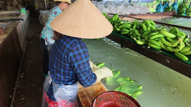 Worker Spraying Hanging Banana Bunches
