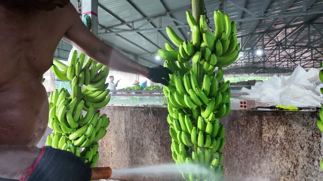 Fresh Banana Bunches On Metal Hooks