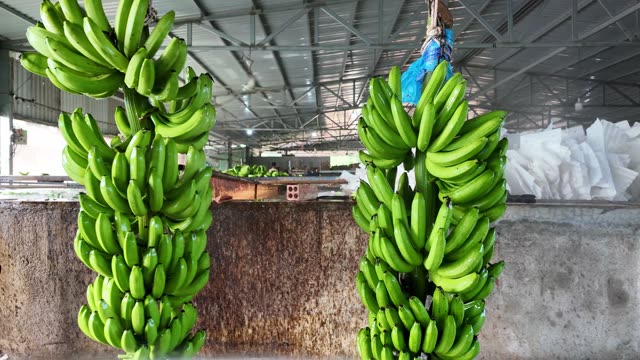 Water Dripping From Banana Bunch