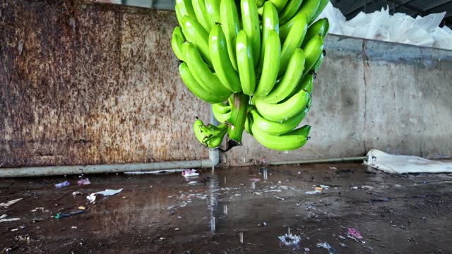 Women Washing Bananas By Trough
