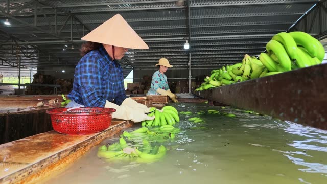 Farmer Bagging Banana Bunches In Field