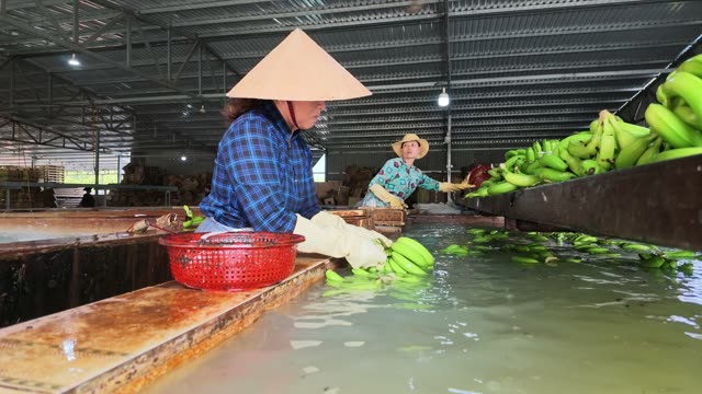 Two Workers Tying Banana Bags