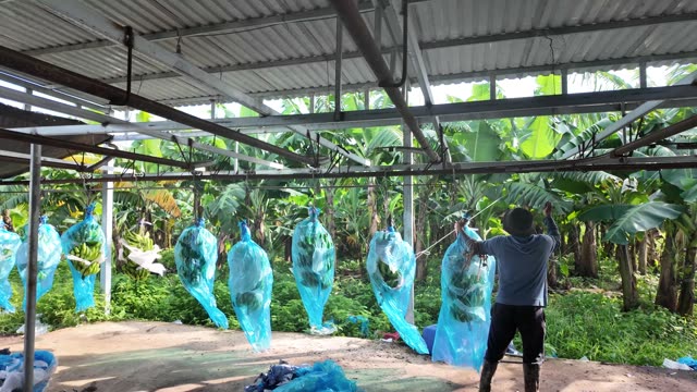Worker Adjusting Blue Protection Bags
