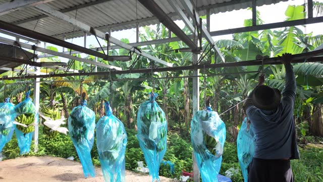 Blue Bags Hanging In Banana Grove