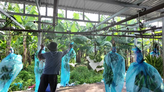 Worker Walking Through Bagged Banana Rows