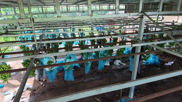 Blue Bagged Bananas Under Frame Shelter