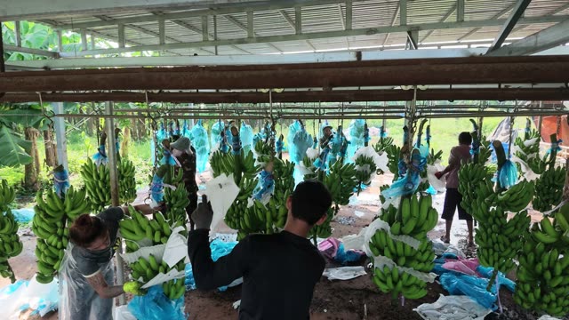 Workers Bagging Bananas Under Shelter