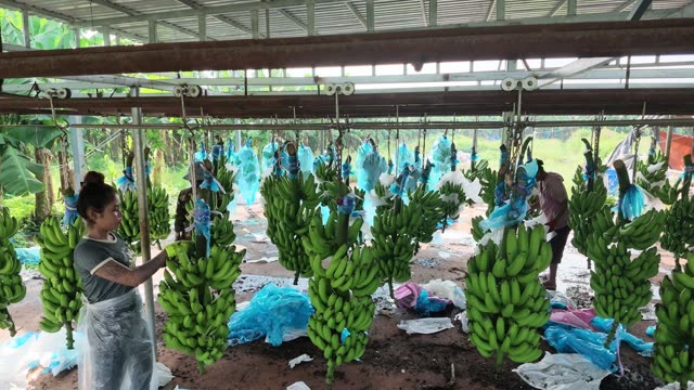 Woman Tying Bags On Banana Bunch