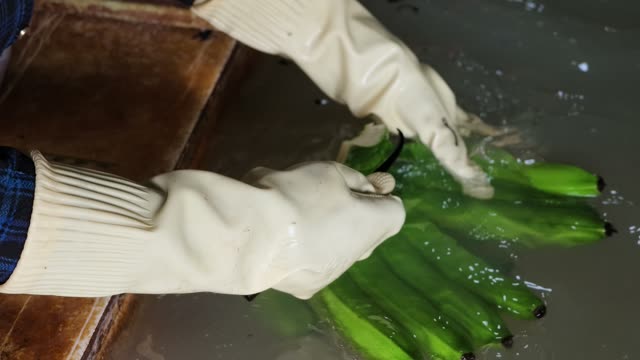 Gloved Hands Washing Green Bananas