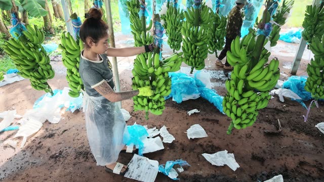 Woman Tying Bags Amid Banana Bunches