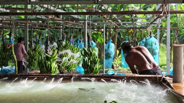 Worker Splashing In Banana Wash Pool