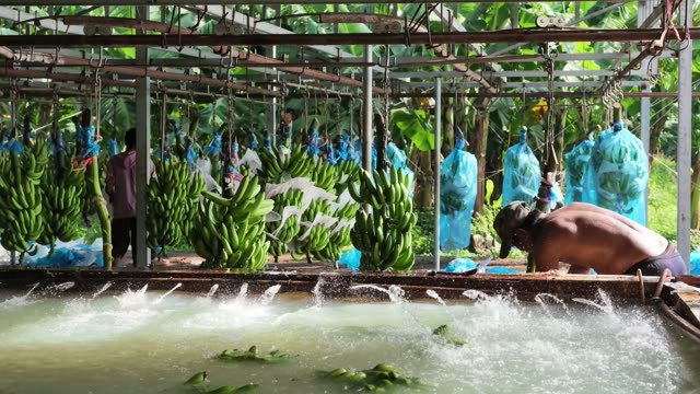 Worker Rinsing Bananas In Pool Water