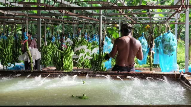 Workers Washing Bananas By Pool Edge