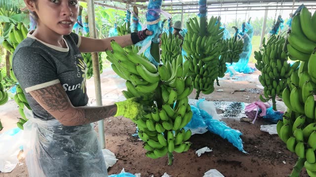 Woman Smiling By Banana Bunches