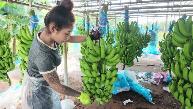 Woman Trimming Fresh Banana Bunch