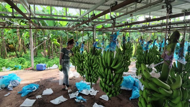 Woman Handling Fresh Banana Bunch