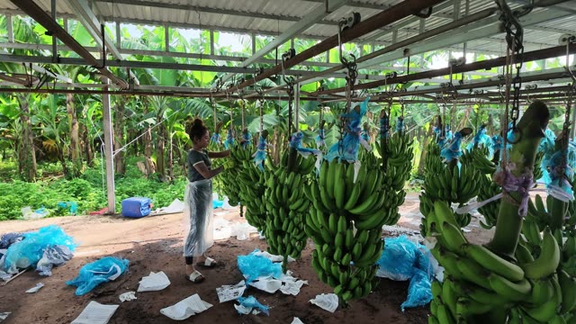 Woman Tying Fresh Banana Bunches