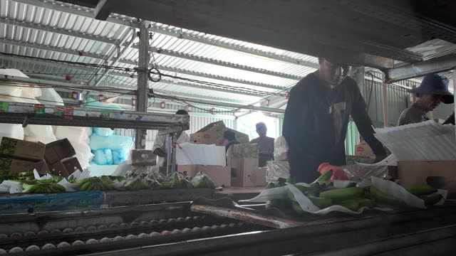 Workers Packing Bananas With Boxes