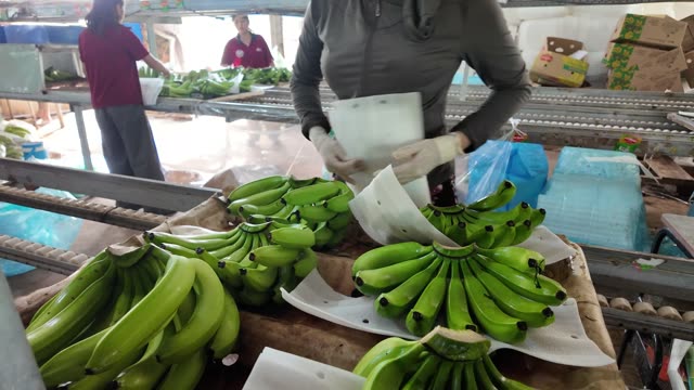 Worker Wrapping Banana Hands In Foam