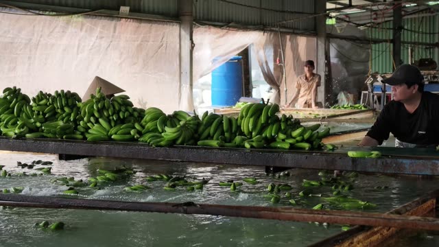 Workers Handling Bananas By Wash Pool