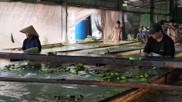 Man In Hat Sorting Bananas In Pool