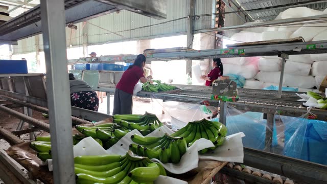 Workers Tying And Packing Bananas