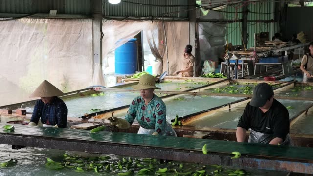 Workers Washing Bananas In Long Pool