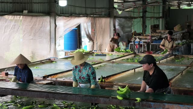 Workers Sorting Bananas At Pool Edge