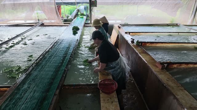 Workers Washing Bananas In Multiple Pools
