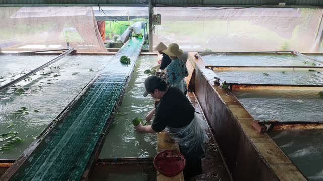 Workers Rinsing Green Bananas By Hand