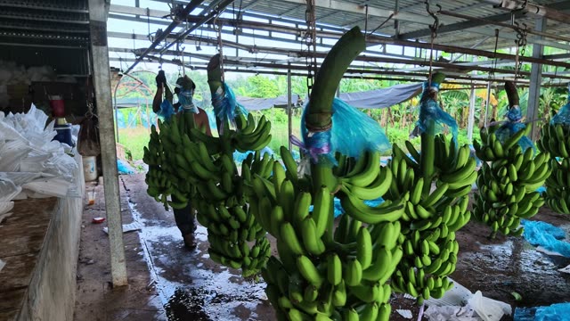 Worker Among Hanging Banana Bunches