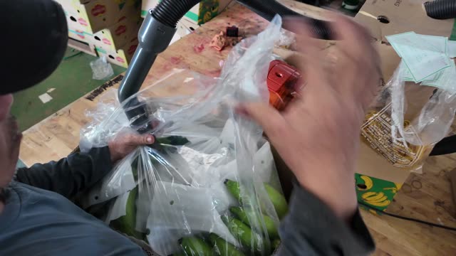 Worker Sealing Banana Bag With Vacuum