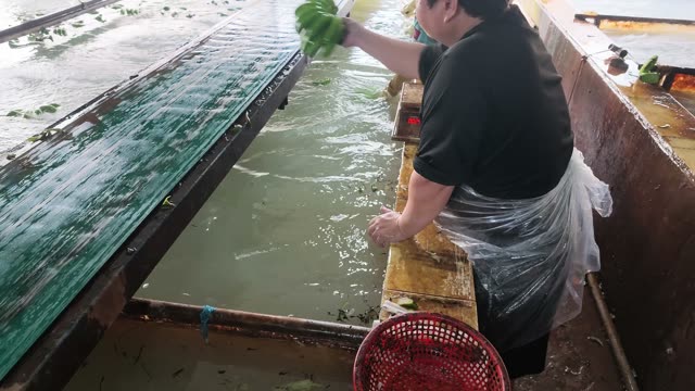 Worker Washing Bananas By Pool