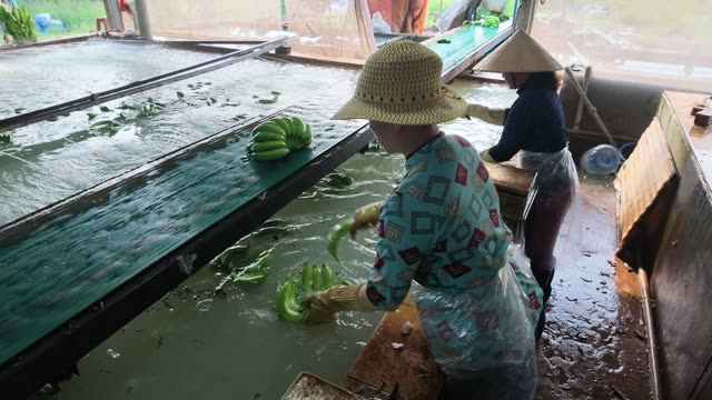 Woman In Hat Sorting Bananas In Pool