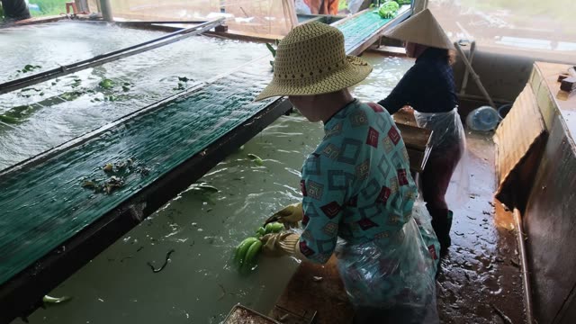 Two Women Washing Bananas Together