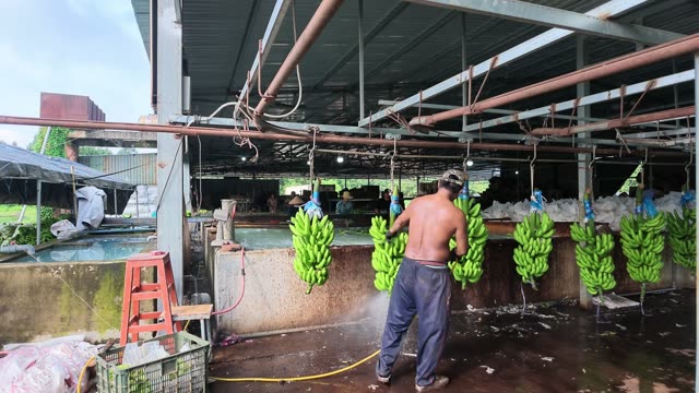 Worker Spraying Hanging Bananas Clean