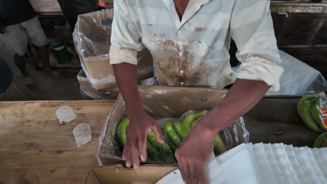 Worker Packing Bananas Into Carton