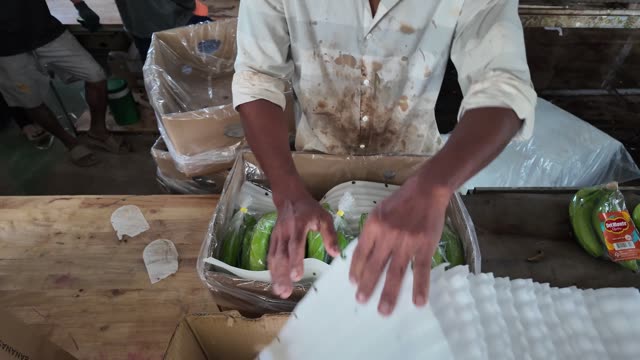 Worker Arranging Bananas In Box
