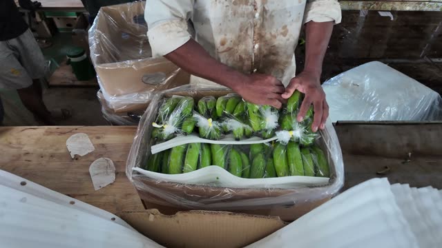 Worker Wrapping Bananas In Box