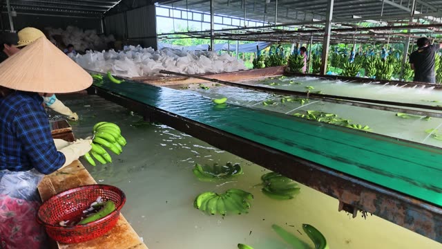 Workers Sorting Bananas Under Roof