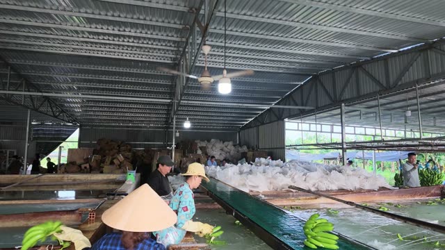 Worker Cutting Fresh Banana Hand