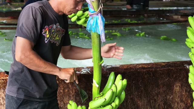 Worker Cutting Banana Hand From Stem