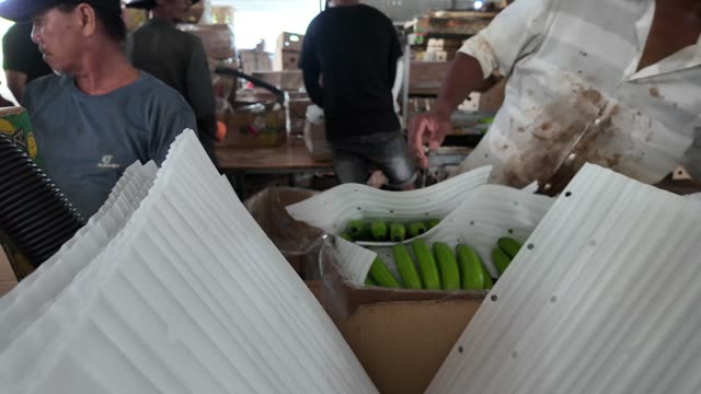 Workers Packing Bananas In Foam Trays