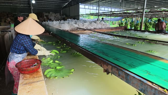 Workers Washing Bananas Together