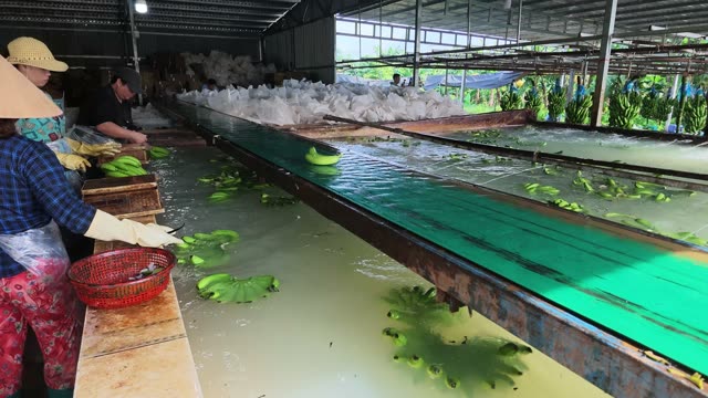 Woman Rinsing Bananas By Pool Edge